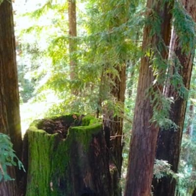 RedwoodMountainGirl